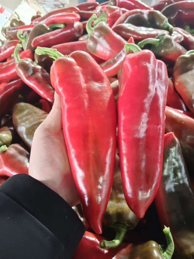 甜椒四川大凉山精品尖红甜椒大量上市，特价了
