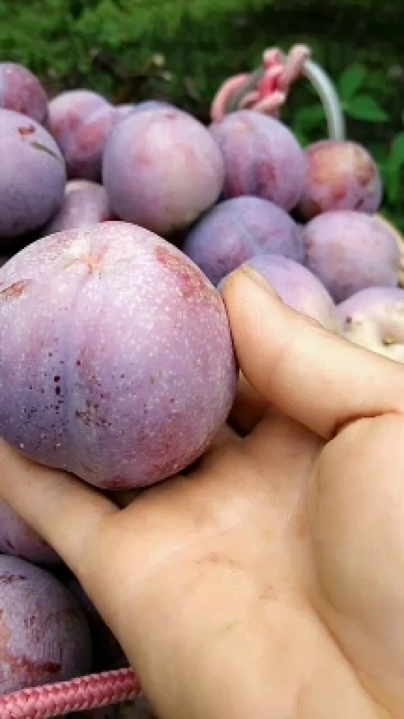 李子树苗