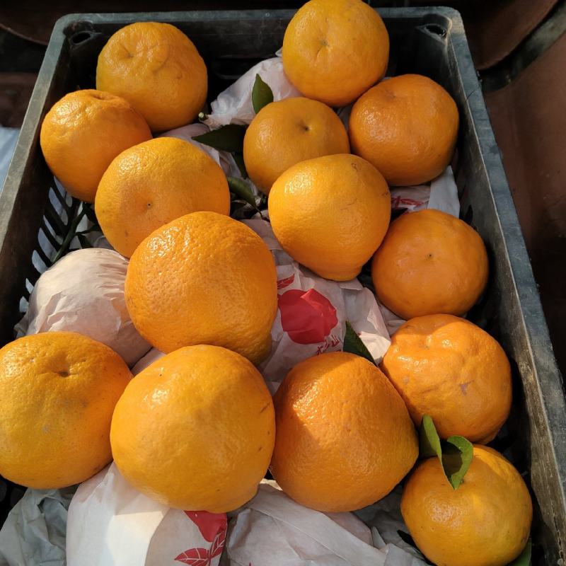 春见耙耙柑