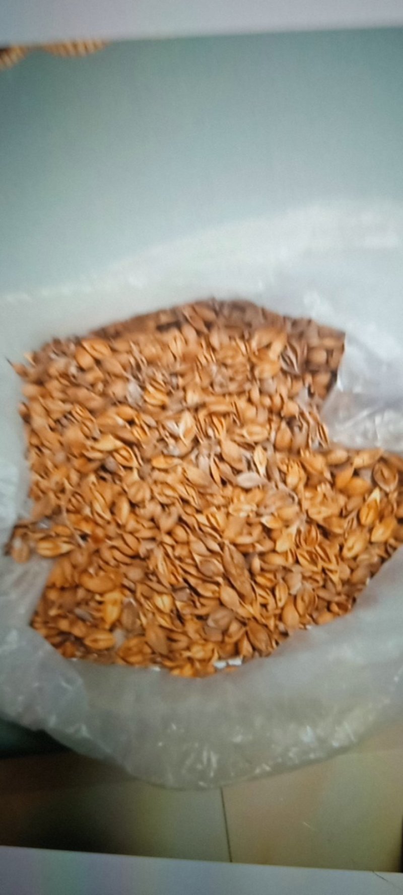 连翘，太行山自干连翘，老翘
