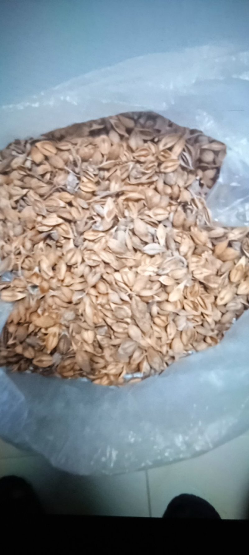 连翘，太行山自干连翘，老翘