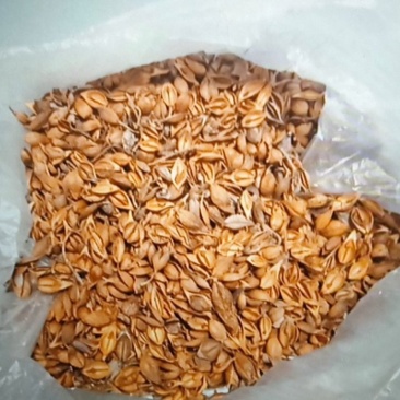 连翘，太行山自干连翘，老翘