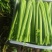 【规格齐全】精品西芹大量上市中保质保量发货快价格便宜