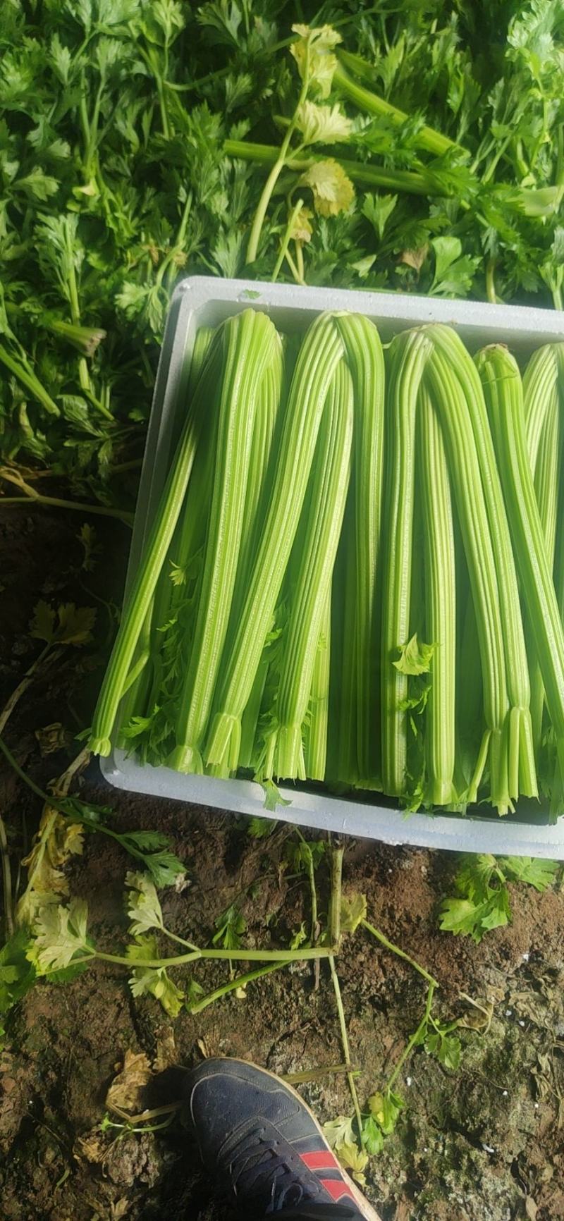 【规格齐全】精品西芹大量上市中保质保量发货快价格便宜