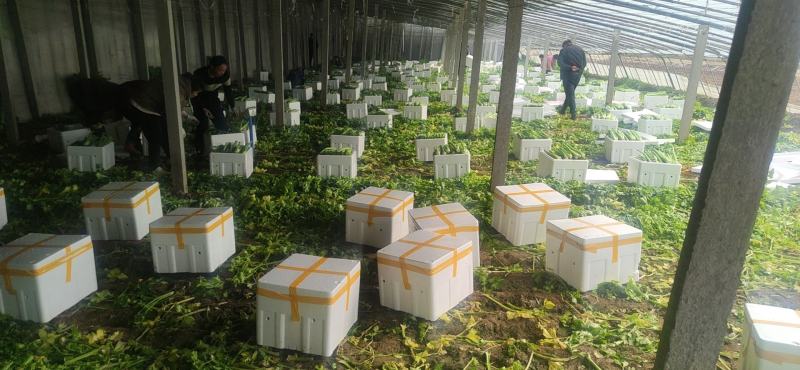 【规格齐全】精品西芹大量上市中保质保量发货快价格便宜
