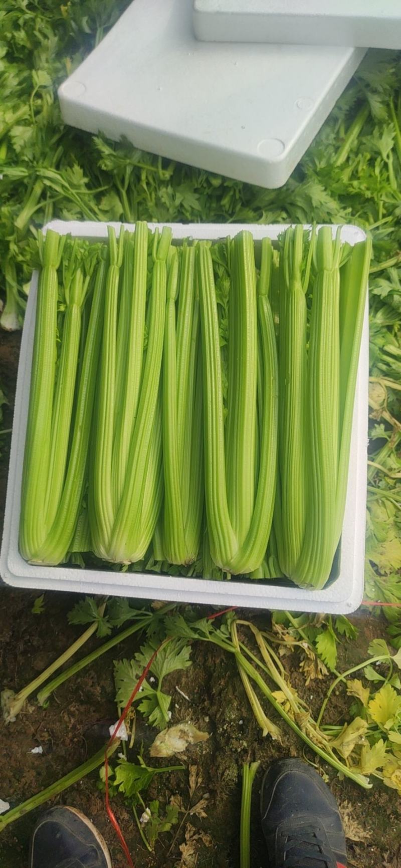 【规格齐全】精品西芹大量上市中保质保量发货快价格便宜