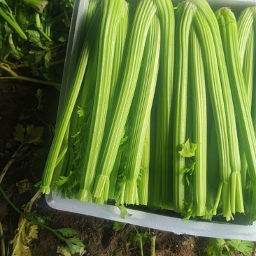 【规格齐全】精品西芹大量上市中保质保量发货快价格便宜