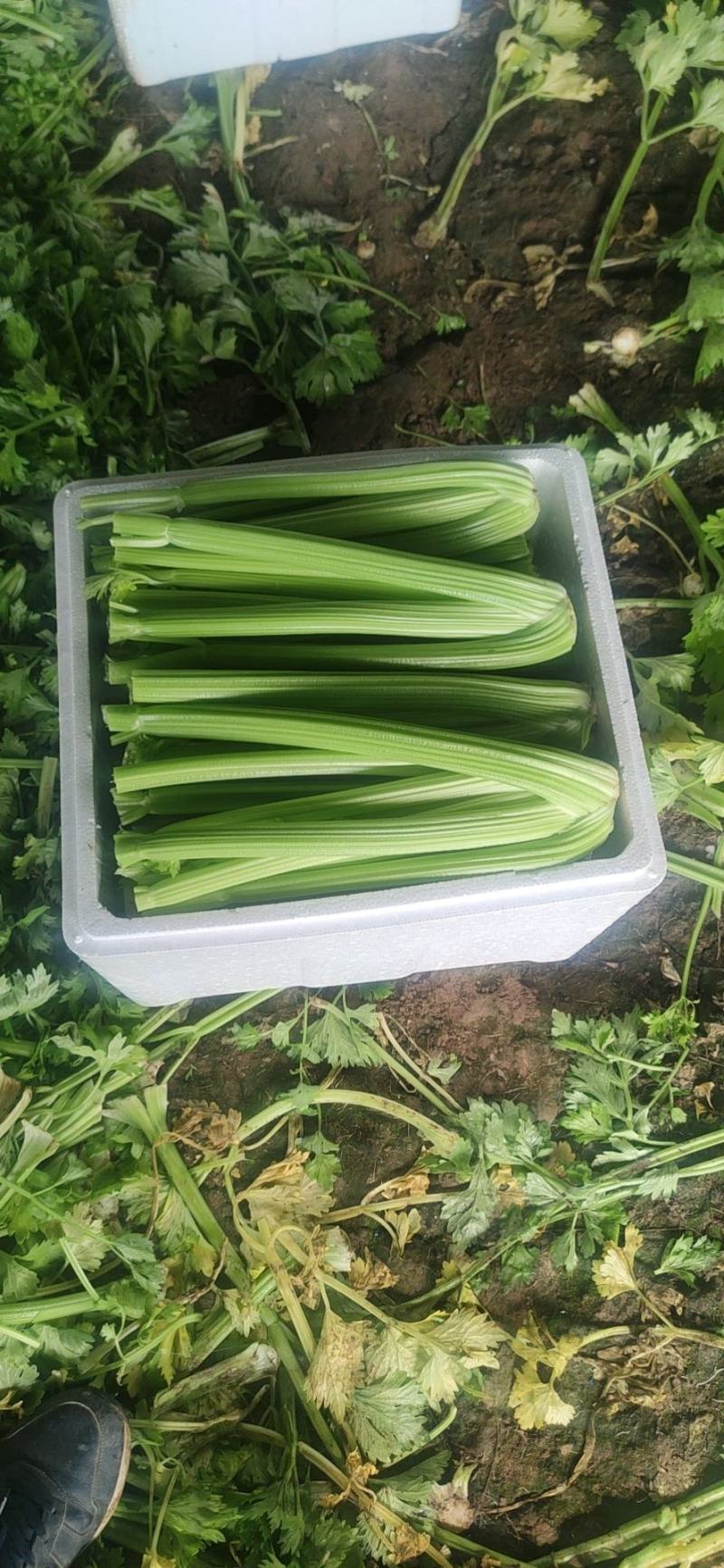 【规格齐全】精品西芹大量上市中保质保量发货快价格便宜