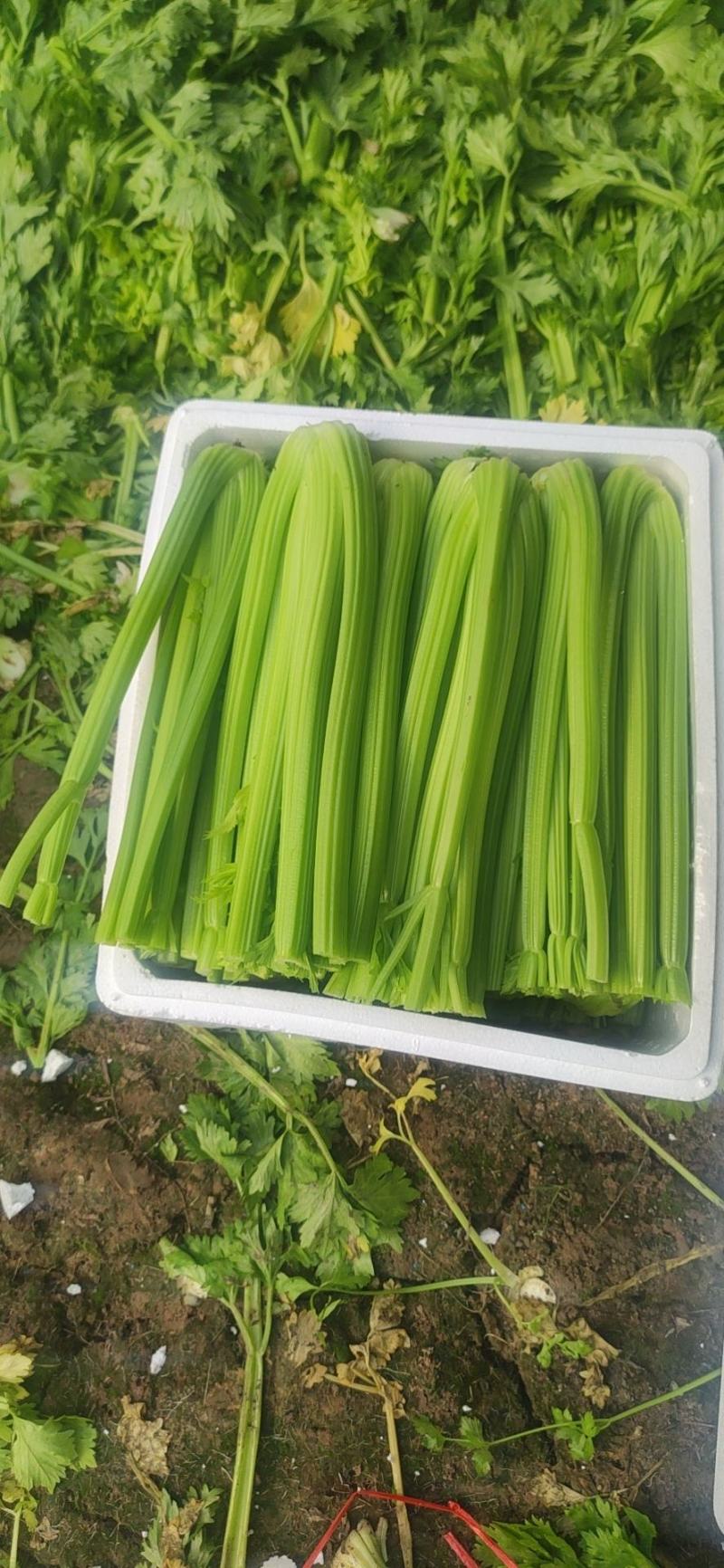【规格齐全】精品西芹大量上市中保质保量发货快价格便宜
