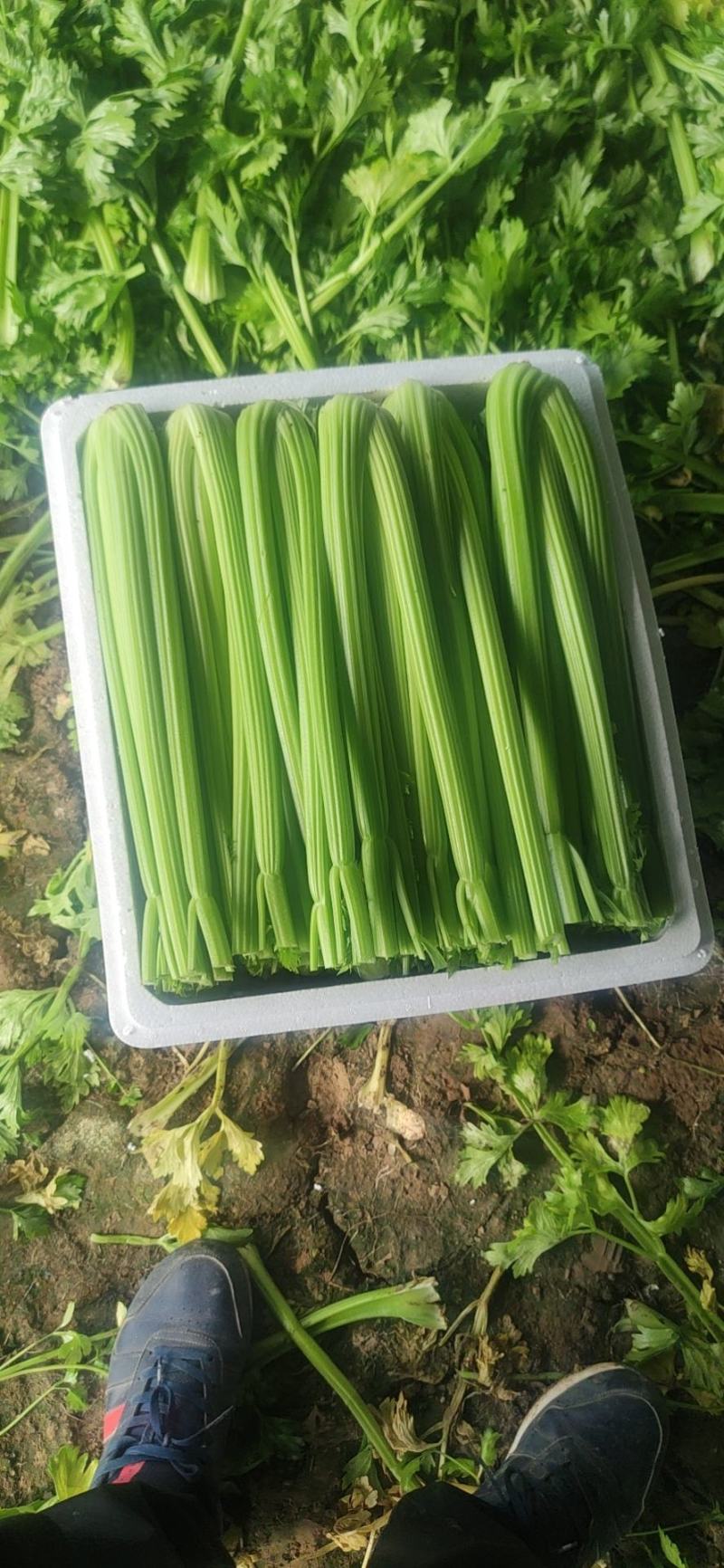 【规格齐全】精品西芹大量上市中保质保量发货快价格便宜