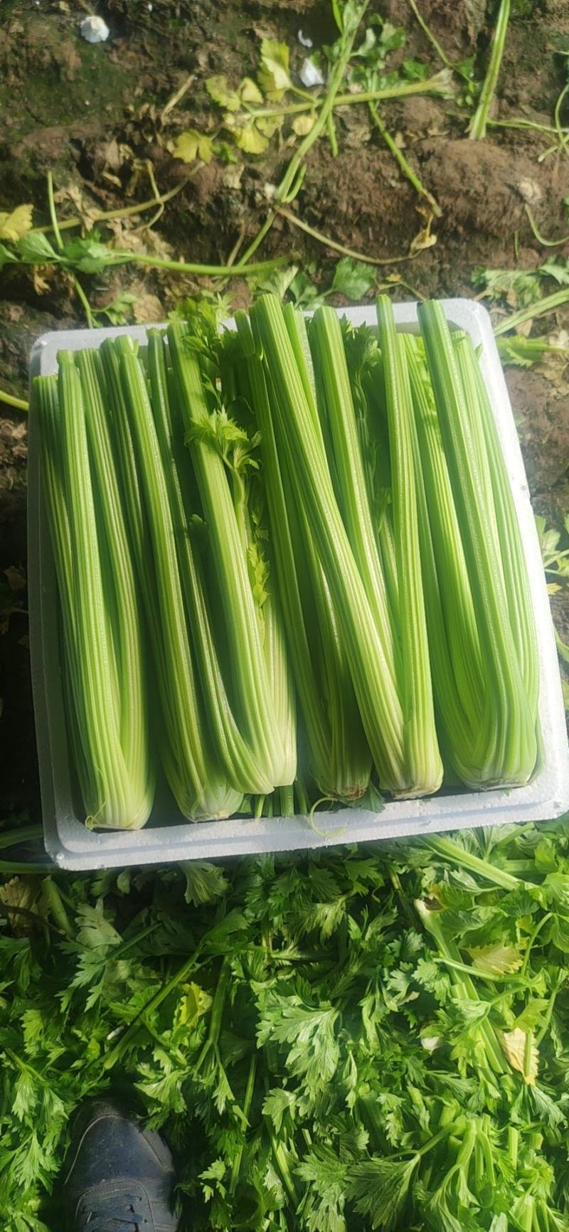 【规格齐全】精品西芹大量上市中保质保量发货快价格便宜