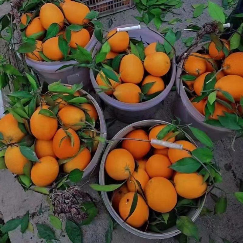 奉节县的脐橙，纽荷尔，圆虹，大量上市，口感酸酸甜甜的