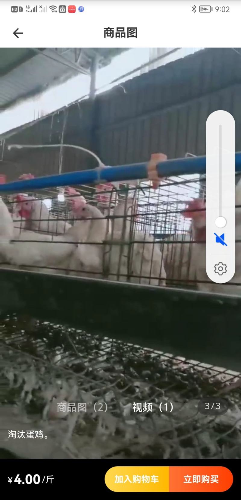 下蛋淘汰鸡