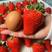 长丰红颜奶油草莓口感多汁货源充足品质保障，产地发货