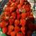 长丰县红颜草莓大量上市了需要老板联系价格随行就市