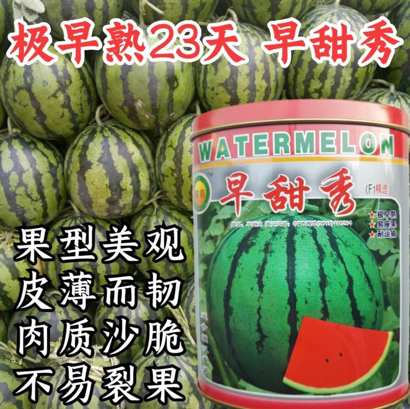 早甜秀西瓜种子极早熟京欣麒麟西瓜圆瓜皮薄耐裂超甜西瓜种子