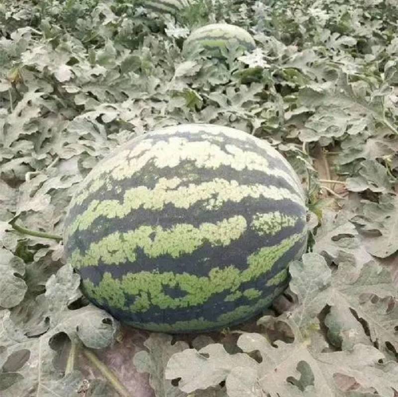早甜秀西瓜种子极早熟京欣麒麟西瓜圆瓜皮薄耐裂超甜西瓜种子
