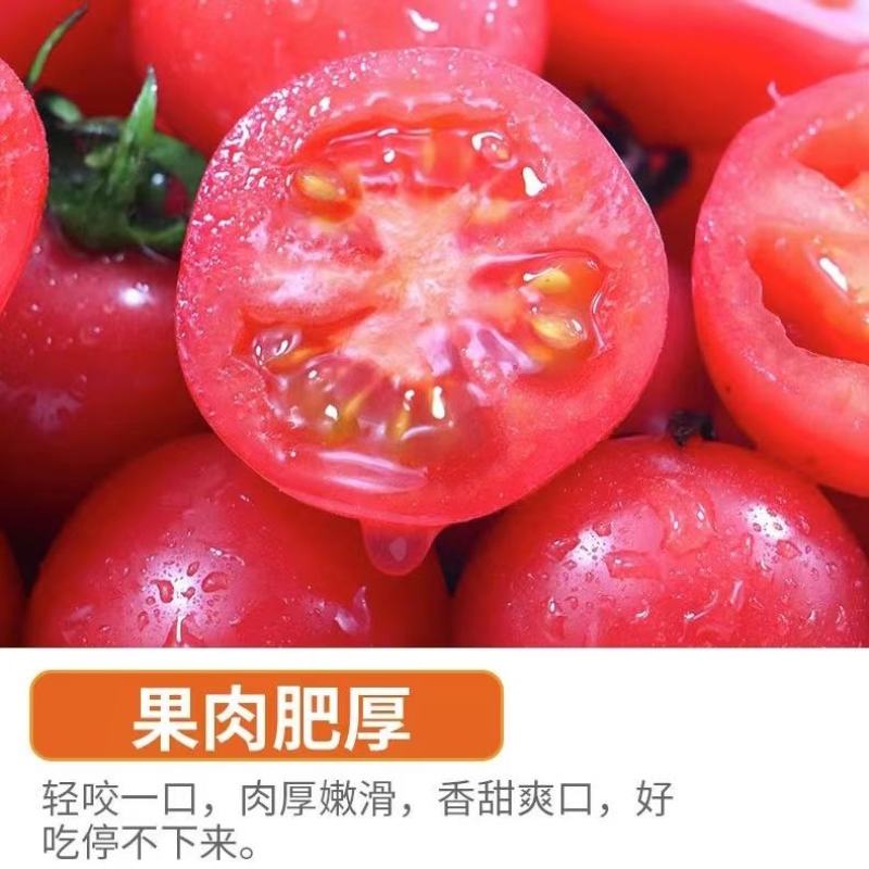 福建漳州圣女果，社区团购，一件代发，整车供应货源充足