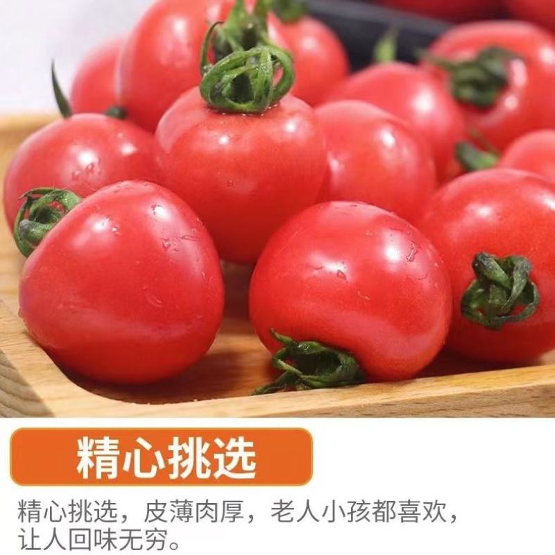 福建漳州圣女果，社区团购，一件代发，整车供应货源充足
