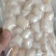 贝柱一斤装
