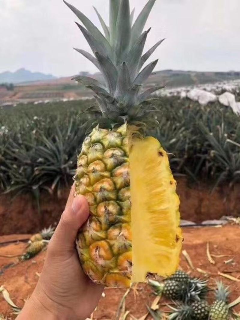 凤梨云南西双版纳无眼凤梨全年供货欢迎订购