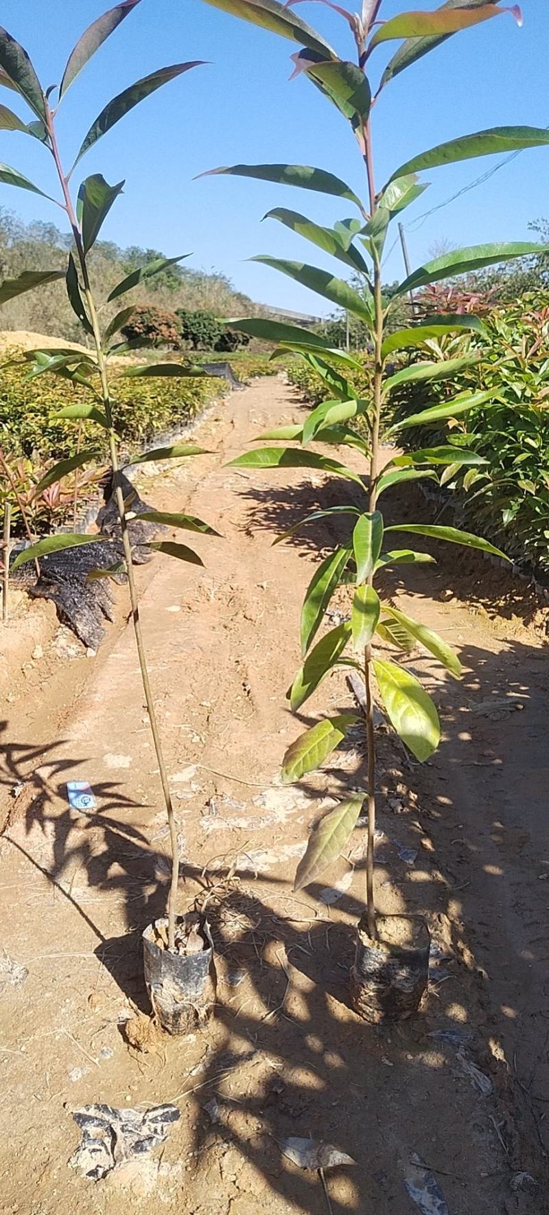 木荷自家基地直销一手货源，等各种造林苗木大量供应品种齐全