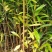 木荷苗自产自销种植基地批发及各种苗木