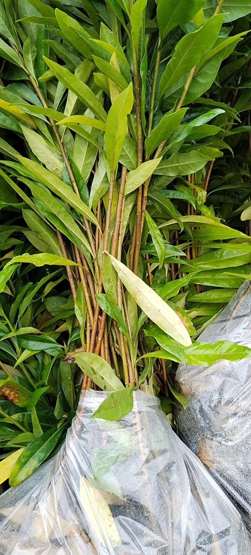 木荷苗自产自销种植基地批发及各种苗木