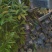 木荷苗自产自销种植基地批发及各种苗木
