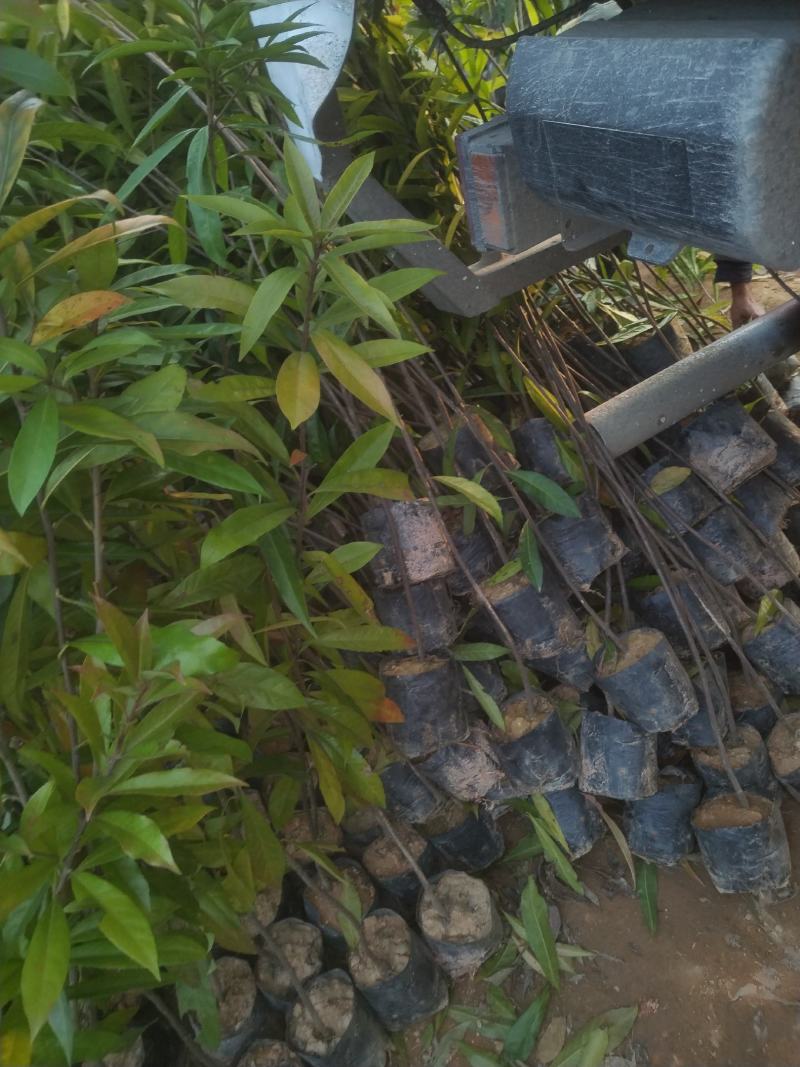 木荷苗自产自销种植基地批发及各种苗木