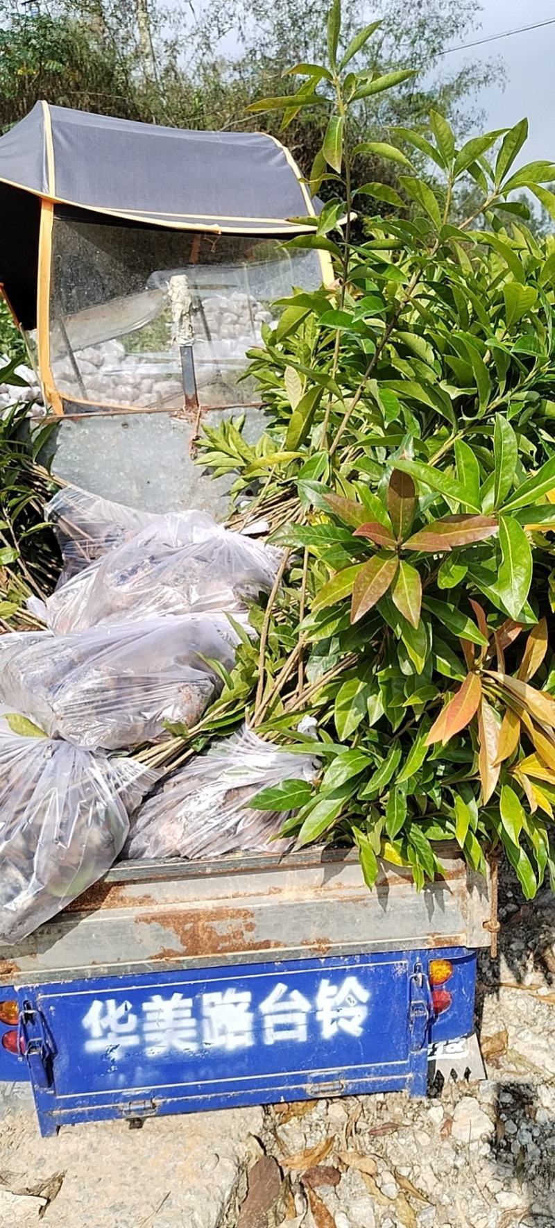 木荷苗自产自销种植基地批发及各种苗木