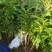 木荷苗自产自销种植基地批发及各种苗木