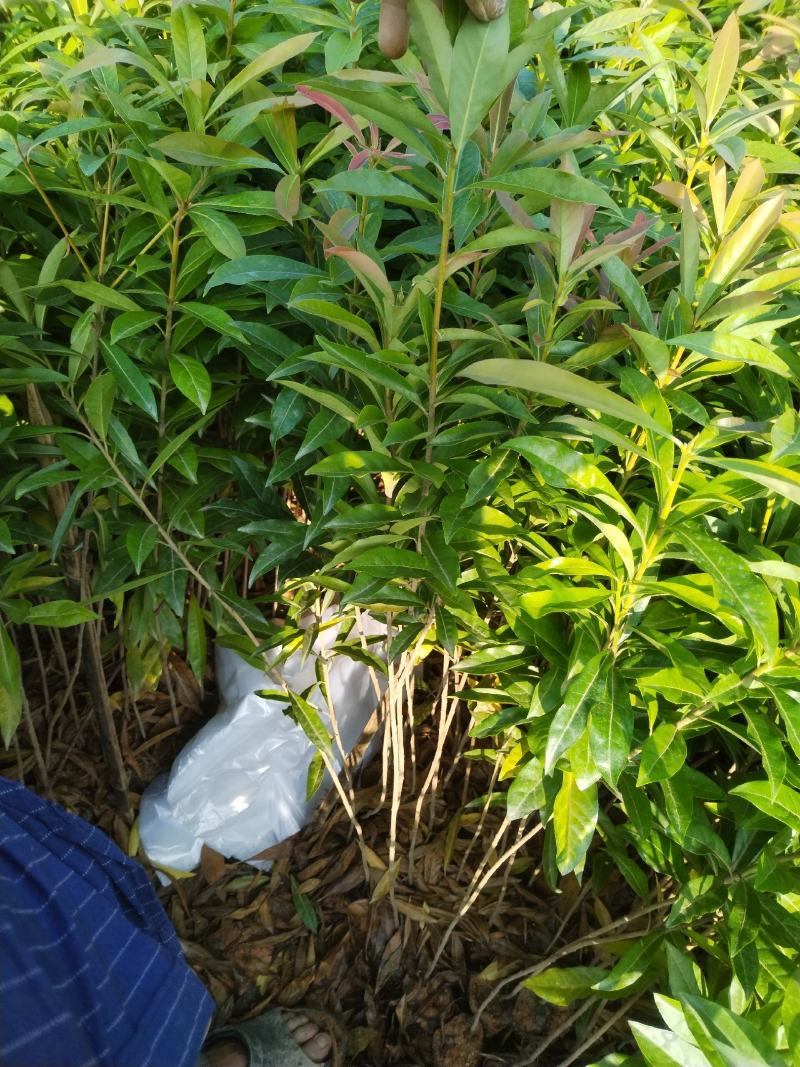 木荷苗自产自销种植基地批发及各种苗木