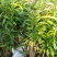 木荷苗自产自销种植基地批发及各种苗木