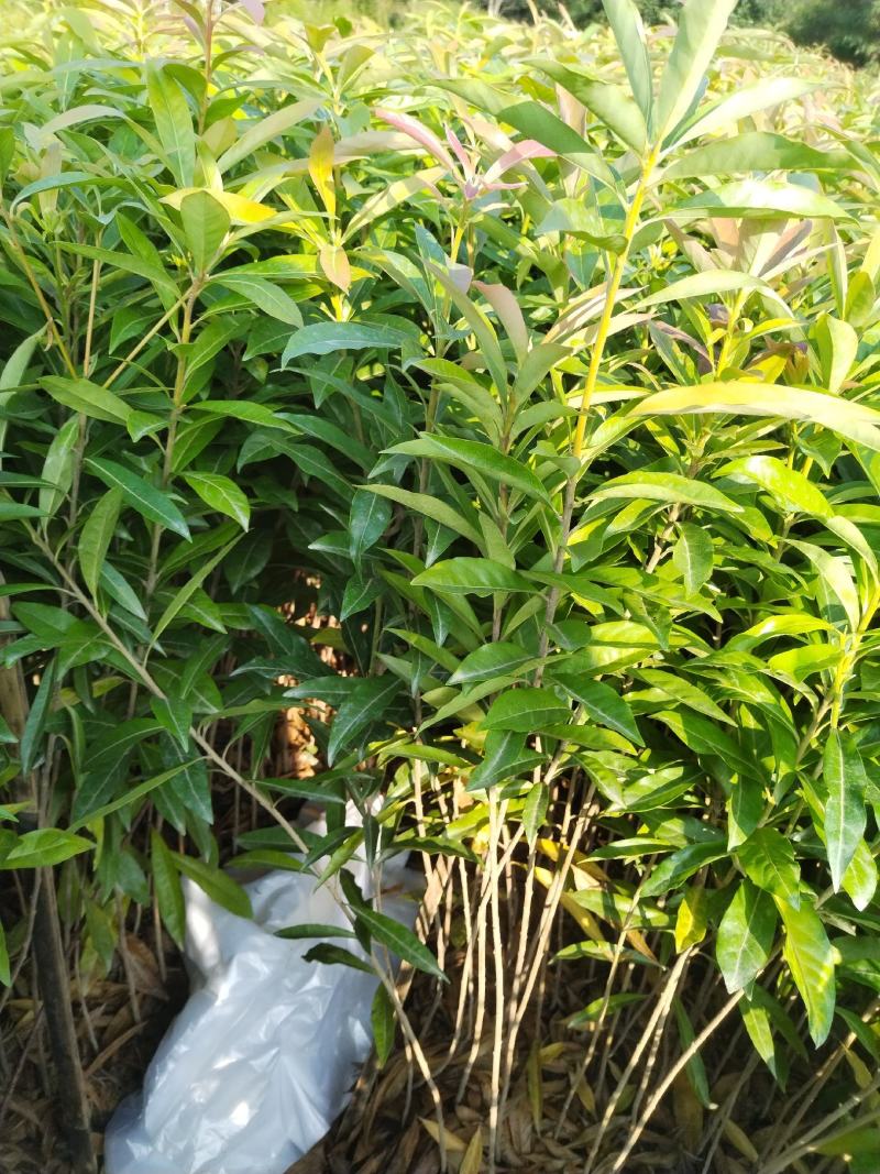 木荷苗自产自销种植基地批发及各种苗木