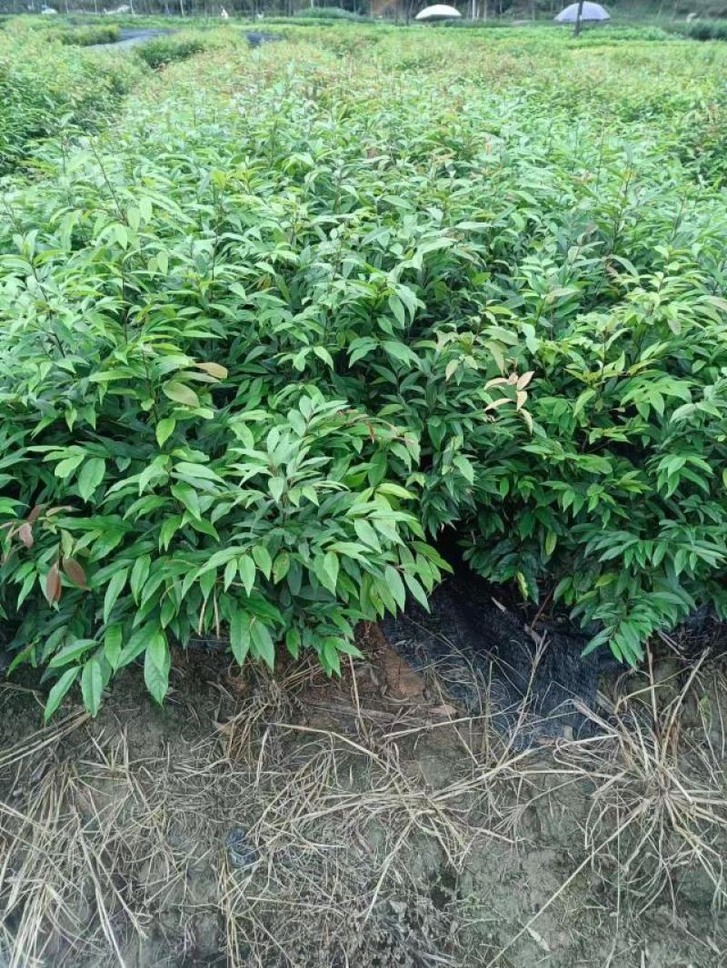 自家种植批发红椎、