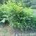 自家种植批发红椎、
