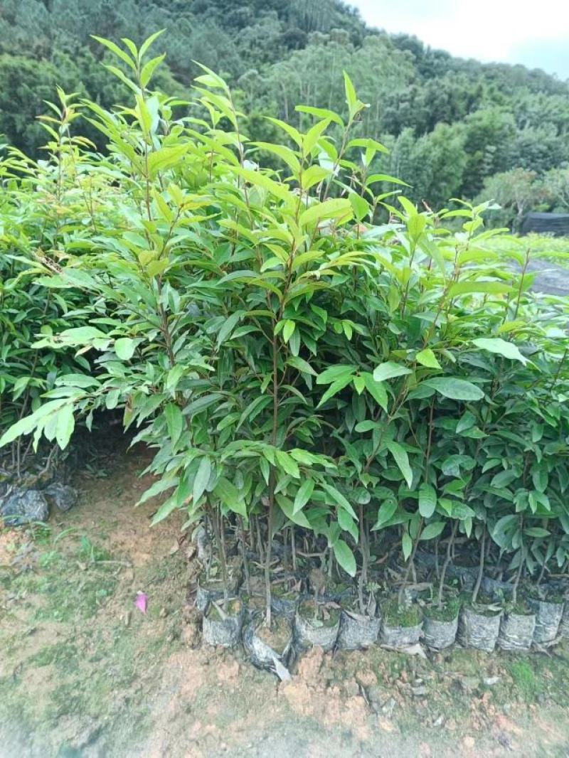 自家种植批发红椎、