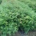 自家种植批发红椎、