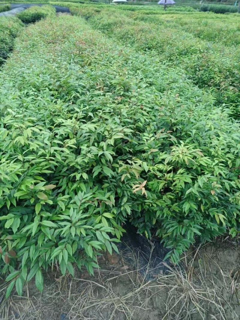 自家种植批发红椎、