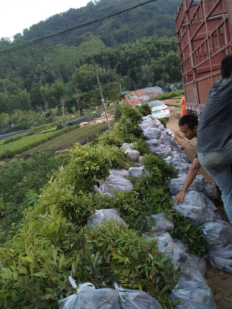 自家种植批发红椎、