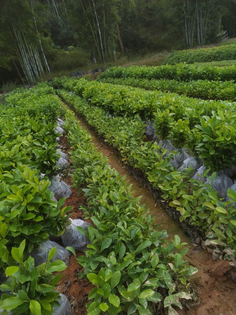 精品火力楠、种植基地直销批发各种苗木等等