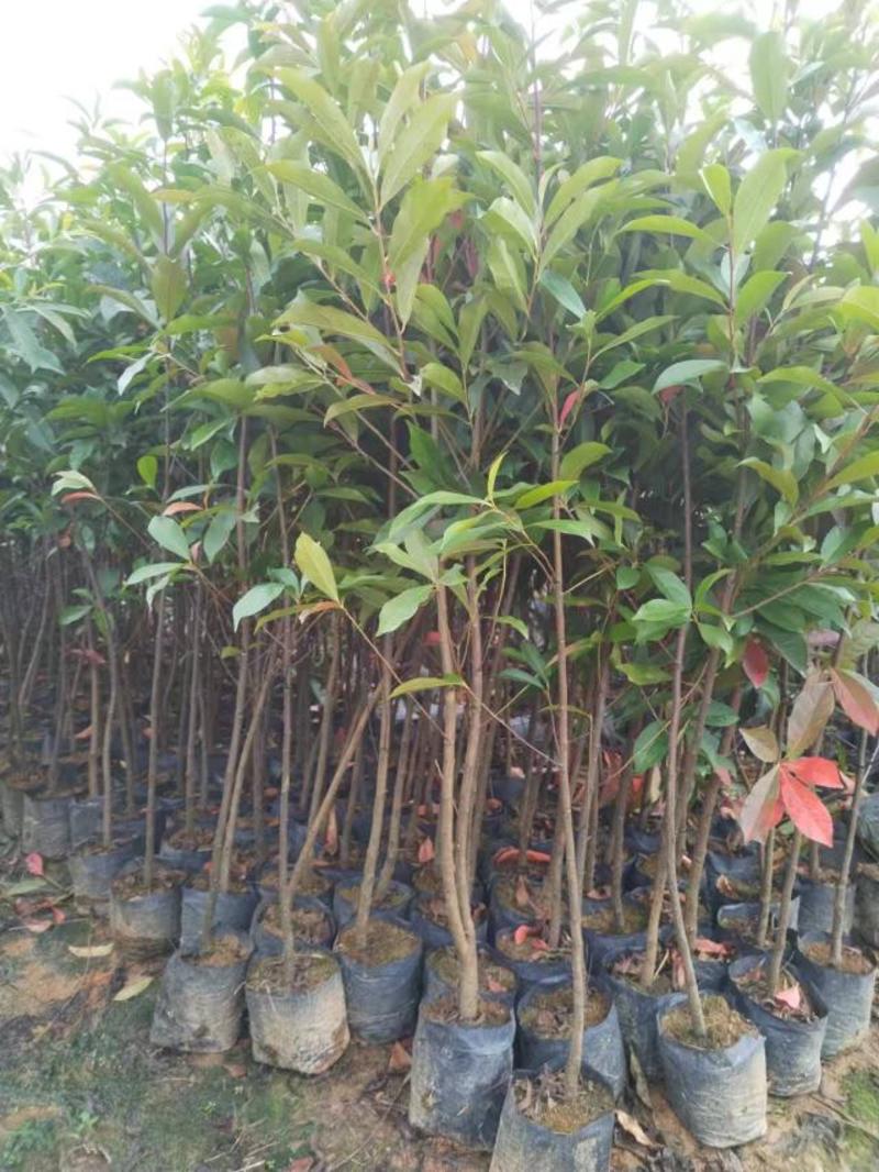 山杜英，造林苗木种植基地直销一手苗源，大量供应各种苗木