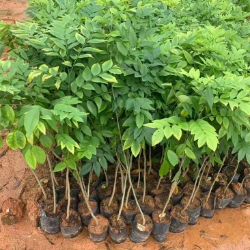 黄花梨，名贵苗木基地直销批发一手货源
