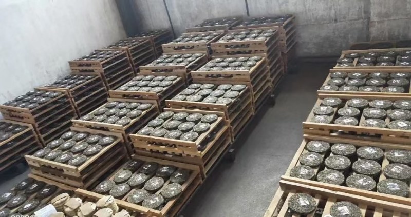 云南临沧原生态矮化古树普洱茶生茶毛料（绿茶口粮茶）