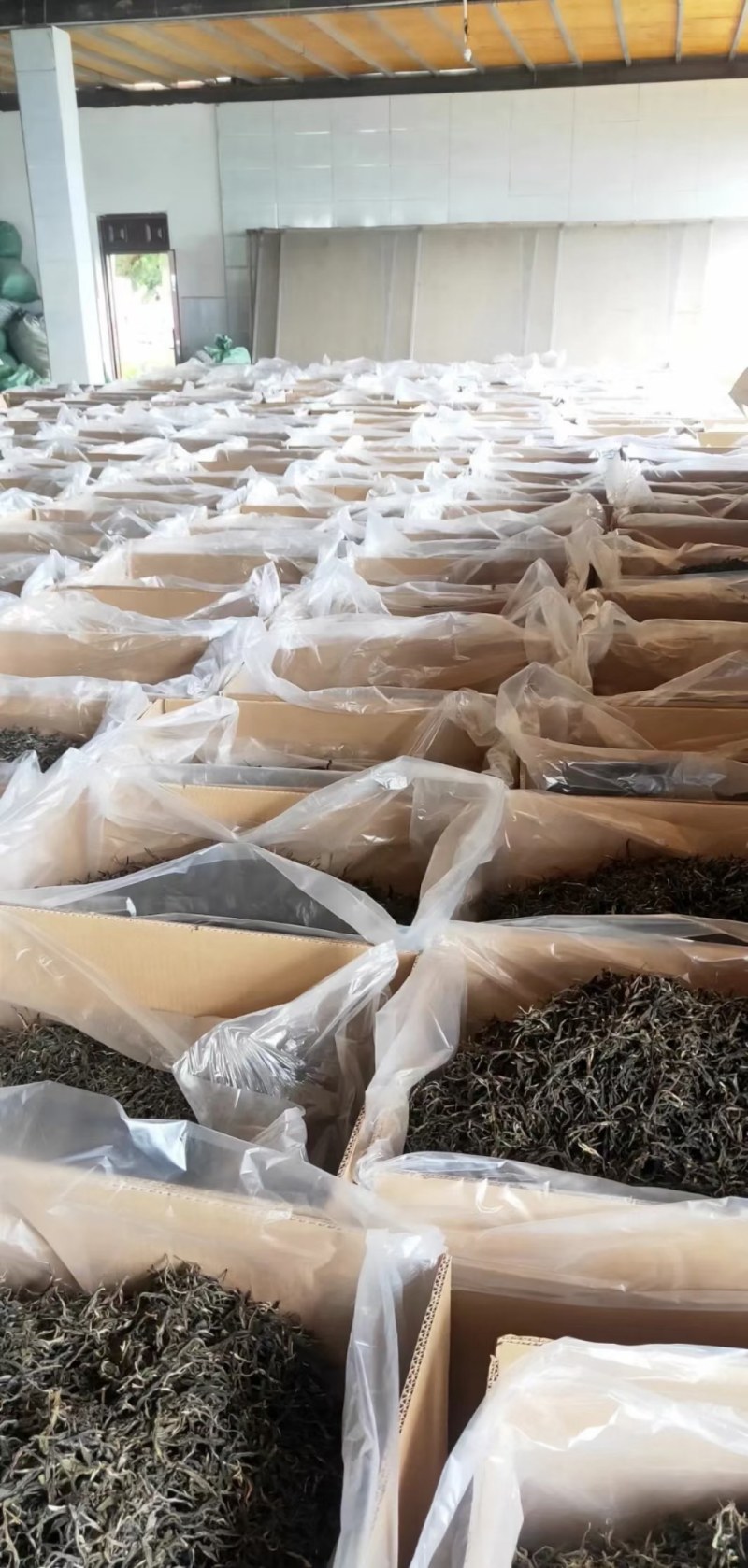 云南临沧原生态矮化古树普洱茶生茶毛料（绿茶口粮茶）