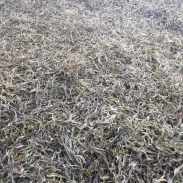 云南临沧原生态矮化古树普洱茶生茶毛料（绿茶口粮茶）