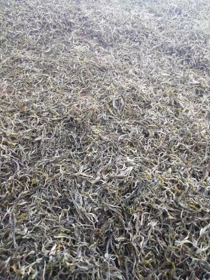 云南临沧原生态矮化古树普洱茶生茶毛料（绿茶口粮茶）