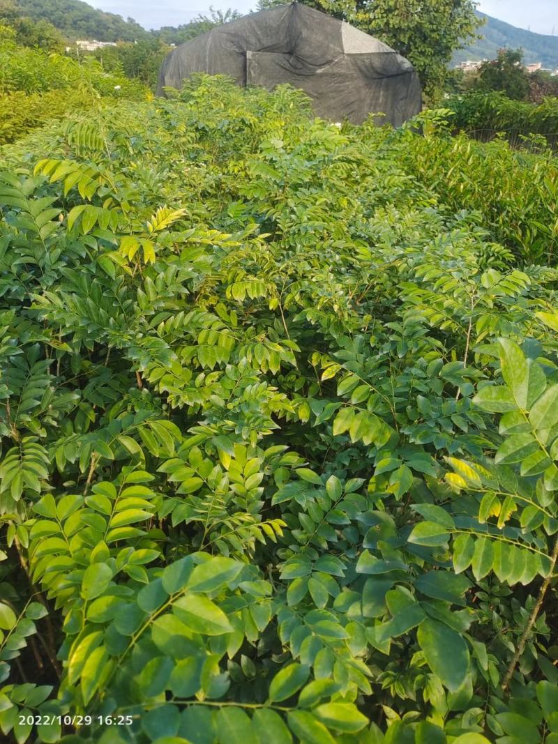 黄花梨，名贵苗木基地直销批发一手货源