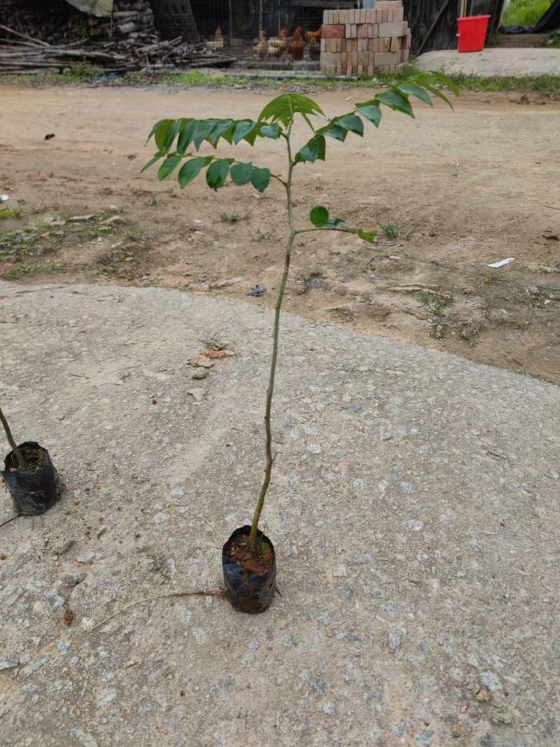 黄花梨，名贵苗木基地直销批发一手货源